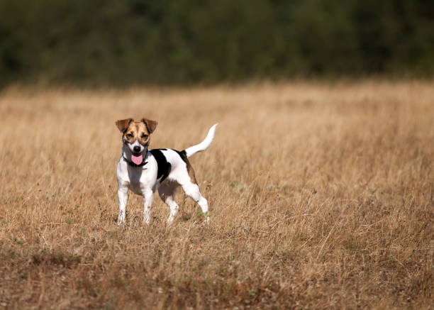 jack russell terrier Jack Russell Terrier in autumn meadows aufzucht stock pictures, royalty-free photos & images