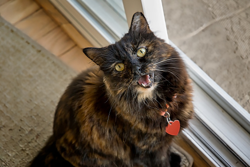 Portrait of female tricolor cat, or calico cat, with mouth open, meowing, looking at camera; high angle view.