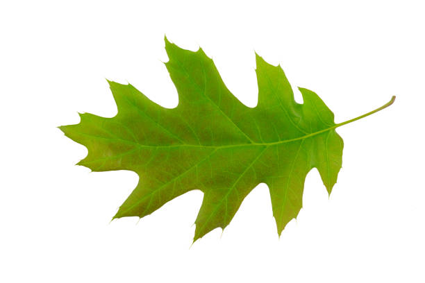 Herbarium series