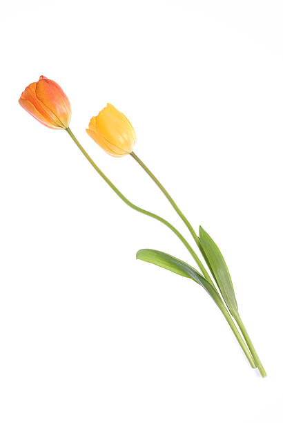 tulip stock photo