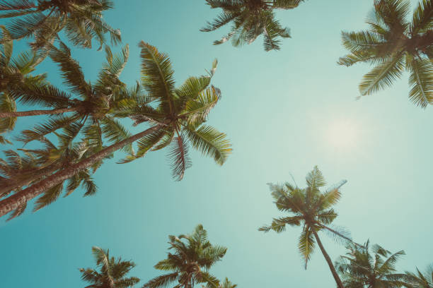 istock Tropical palms vintage toned with copy space 927839240
