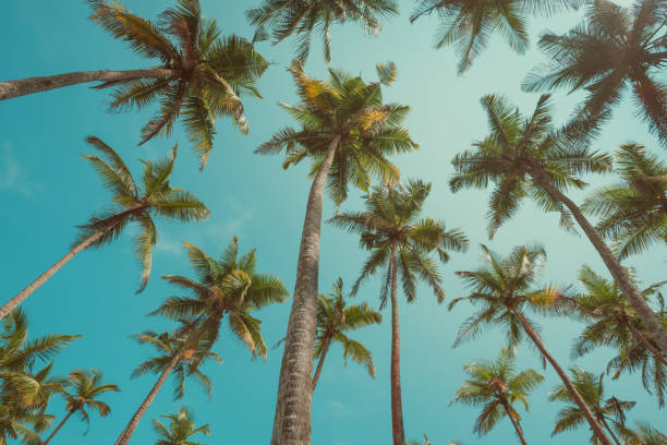 istock Tropical palm trees vintage toned 927839624