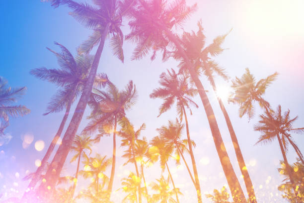 istock Palm trees on tropical beach vintage stylized 927839774