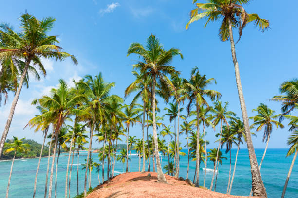 coconut palm trees on hill at tropical island coast - goa beach india green imagens e fotografias de stock
