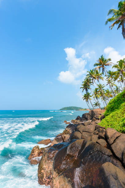Coconut Palm Trees On Hill At Tropical Island Coast Stock Photo - Download  Image Now - iStock
