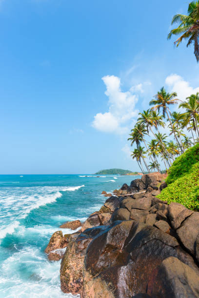 coconut palm trees on hill at tropical island coast - goa beach india green imagens e fotografias de stock