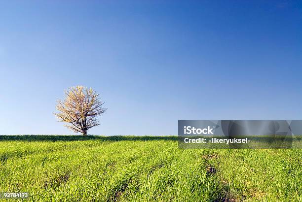 Verde - Fotografie stock e altre immagini di Albero - Albero, Ambientazione esterna, Bellezza naturale