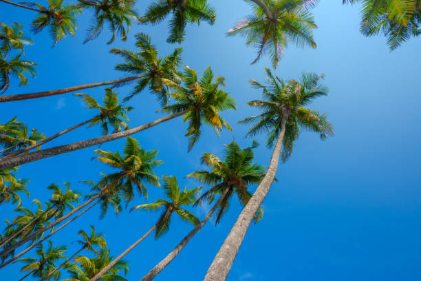 istock Tropical palms at clear summer day 927843024