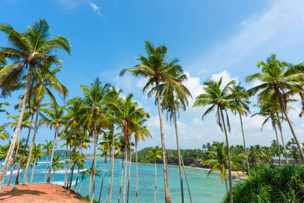 istock Coconut palm trees on hill at tropical island coast 927843324