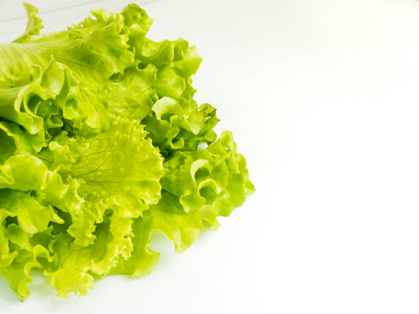 istock Green fresh lettuce leaves on white background. Copy space. 927843986