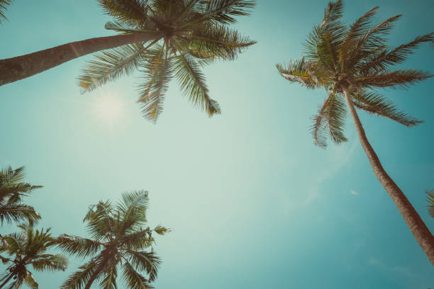 istock Tropical palms vintage toned with copy space 927844040
