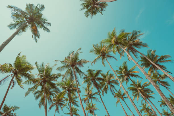 istock Tropical palm trees vintage toned 927844624