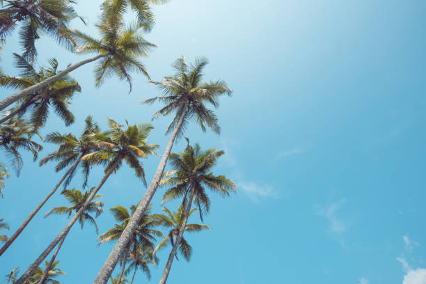 istock Tropical palm trees vintage toned 927844776