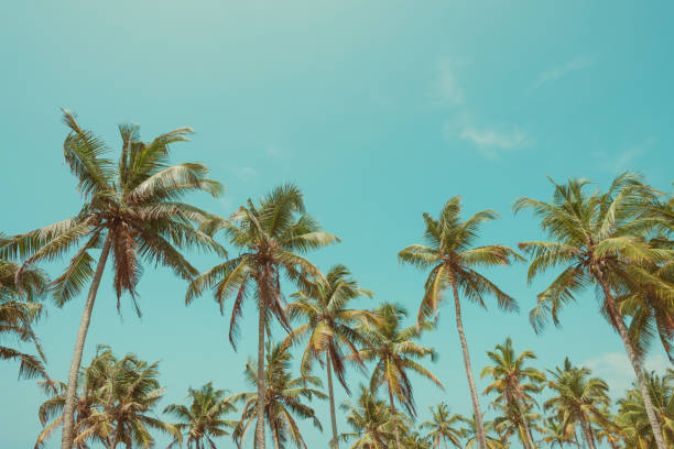 istock Tropical palms vintage toned with copy space 927845436