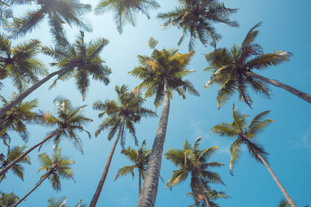 istock Tropical palm trees vintage toned 927845986