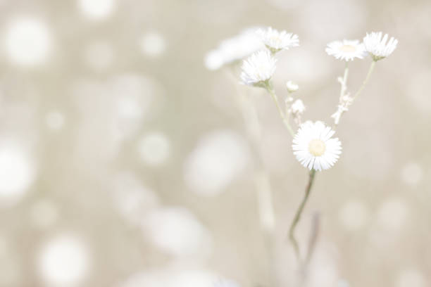 Floral  backdrope.  Beautiful field of chamomile in sun day and bokeh. Light muted tones. Unfocused blur flower background.