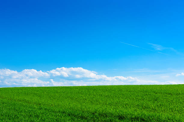 istock Green wheat field at sunny spring day 927852498