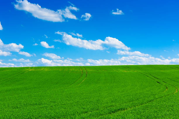 Green wheat field at sunny spring day with blue sky
