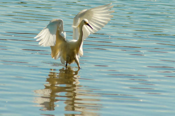 istock Beautiful Brazilian birds 927853316