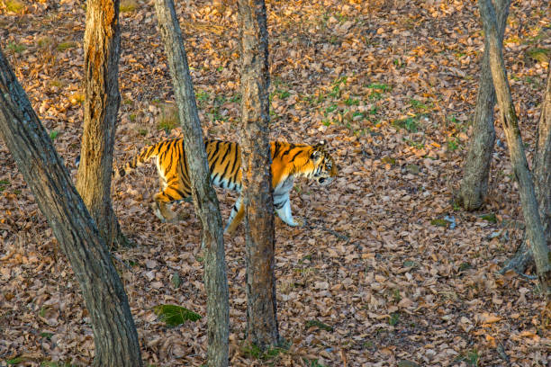 istock the Amur tiger is walking through the forest, taiga, autumn. 927855876