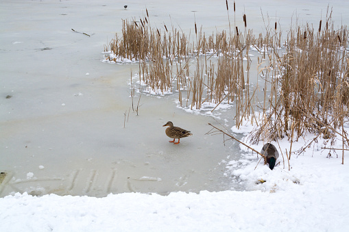 Ducks in frozen lake in Campbell park after heavy snow shower - Milton Keynes