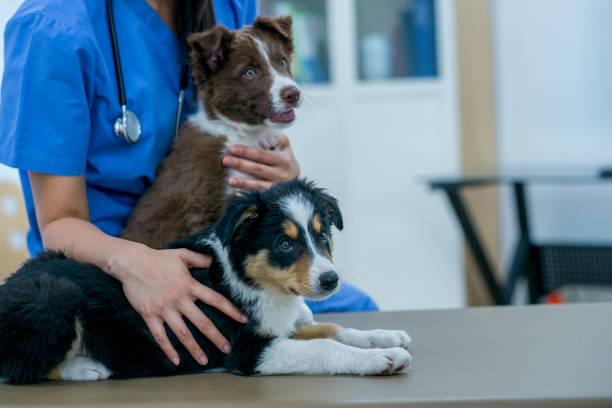 istock Vet With Puppies 927860206