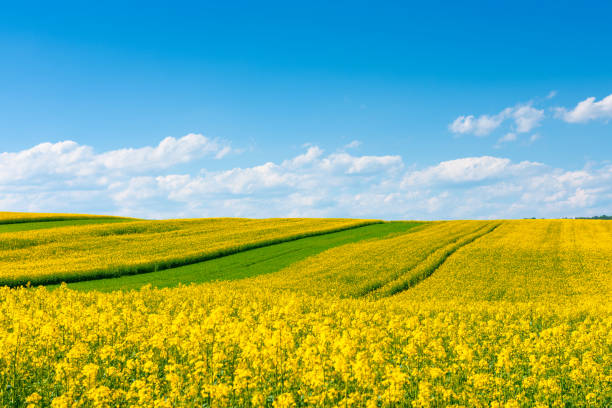 Oilseed rape field at sunny day Yellow flowering rape field with in the rural countryside landscape at sunny spring day with blue sky canola growth stock pictures, royalty-free photos & images