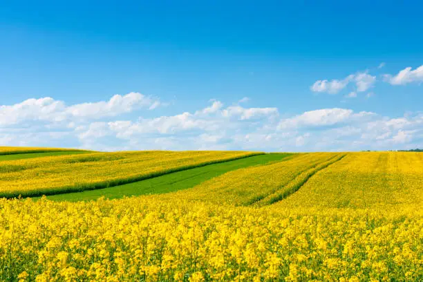 Yellow flowering rape field with in the rural countryside landscape at sunny spring day with blue sky