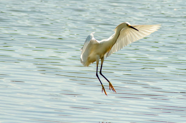 istock Beautiful Brazilian birds 927860536