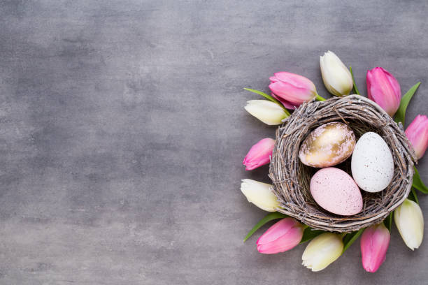 istock Pink tulip with pink eggs nest on a gray background. Easter greetings card. 927860784