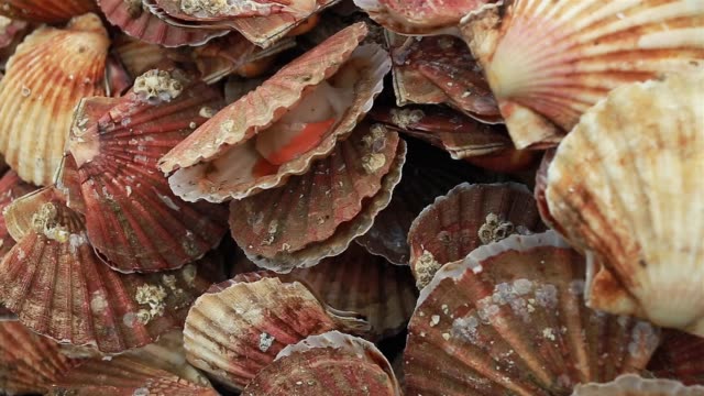 Fresh scallops at the fish market in Normandy, France.