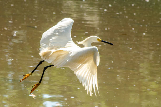istock Beautiful Brazilian birds 927867534