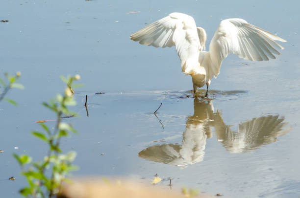 istock Beautiful Brazilian birds 927867680