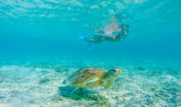 istock Snorkeling with a Sea Turtle 927868670