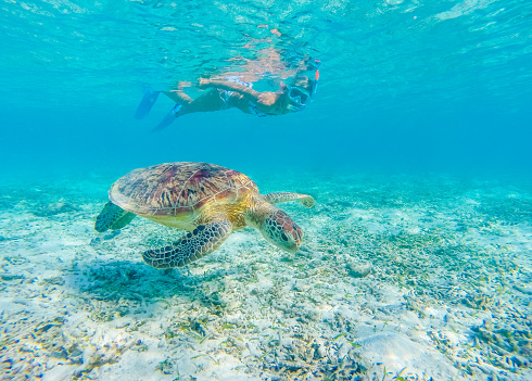Close up underwater with a Sea Turtle swimming with a girl snorkeling behind.