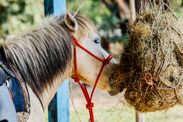 istock horses in the paddock eating dry hay summertime 927870862
