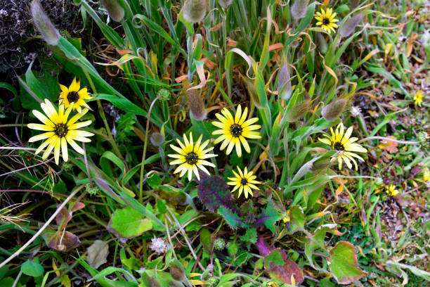 Australia, Botany, wild flowers Australia, cape weed flower arctotheca calendula stock pictures, royalty-free photos & images