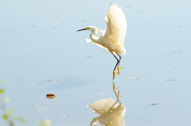 istock Beautiful Brazilian birds 927871662