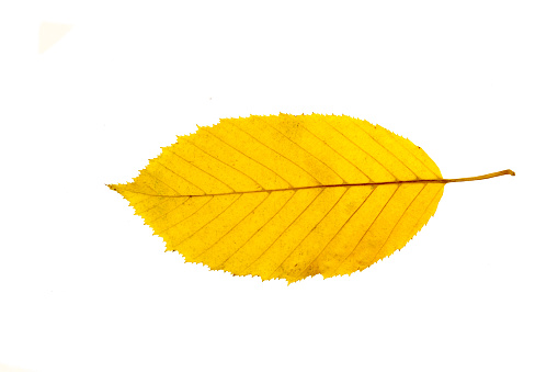 Autumn leaves falling to the ground. White background.