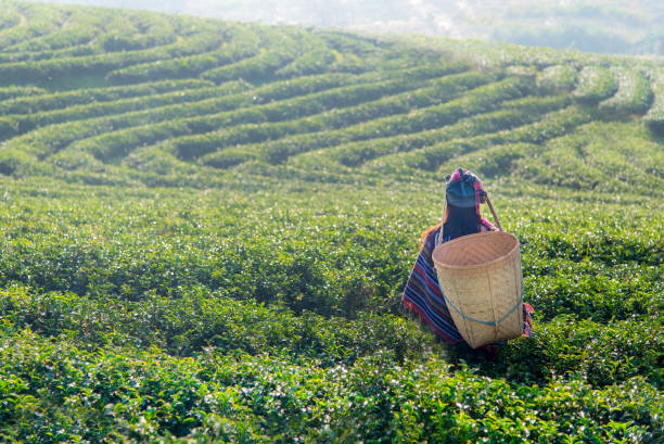 asia worker women were picking tea leaves for traditions at a tea plantation in the garden nature. lifestyle concept - tea pickers imagens e fotografias de stock