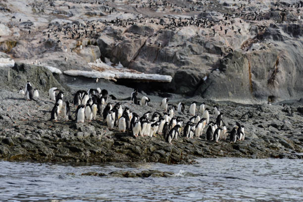 istock Adelie penguins on beach 927879500