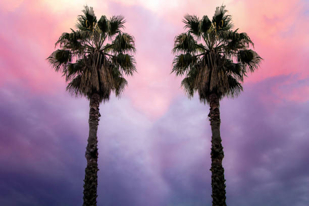 istock palm trees on the background of beautiful sky 927879812