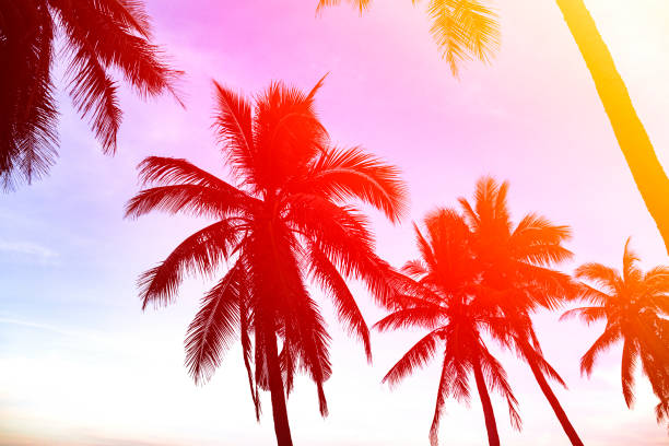 istock silhouette of coconut palms on the beach at sunset 927880034