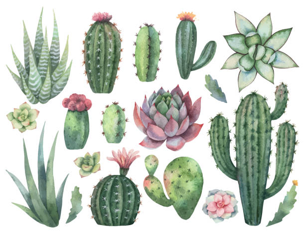aquarell vektor-set von kakteen und sukkulenten pflanzen isoliert auf weißem hintergrund. - kaktus stock-grafiken, -clipart, -cartoons und -symbole