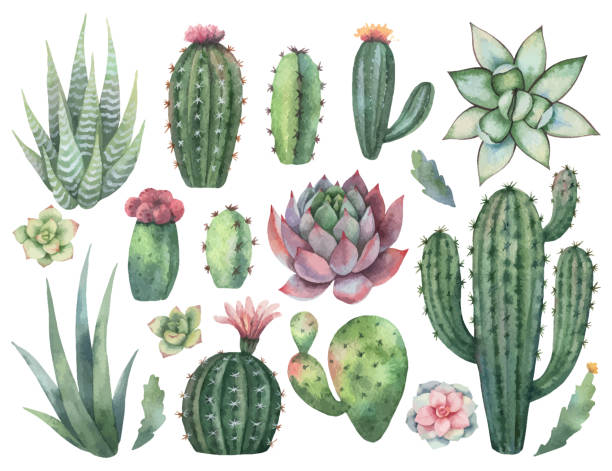 illustrazioni stock, clip art, cartoni animati e icone di tendenza di set vettoriale ad acquerello di cactus e piante succulente isolate su sfondo bianco. - pianta grassa