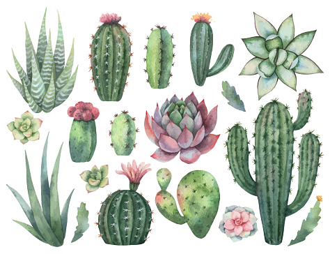 Watercolor vector set of cacti and succulent plants isolated on white background. Flower illustration for your projects, greeting cards and invitations.