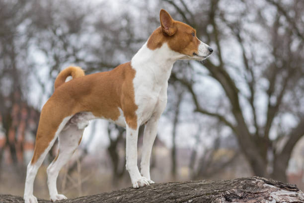 istock Basenji dog standing on a tree branch and watching around 927887792