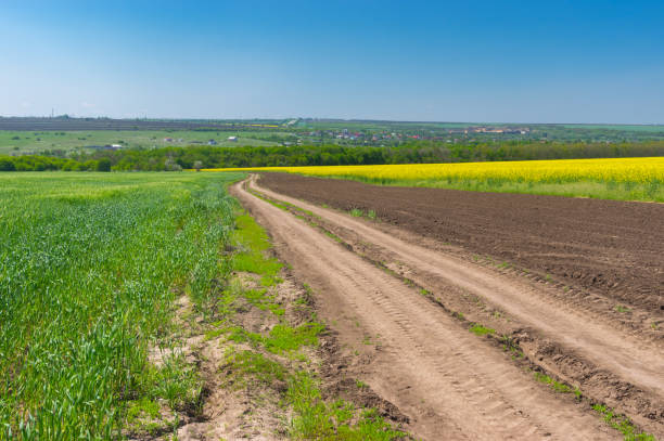 istock Landscape with an earth road between wheat and flowering rape agricultural fields in central Ukraine 927888390