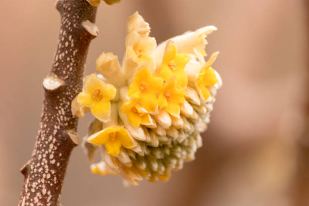 istock a flower of Oriental paperbush 927890910