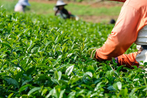 istock Farmer hands picking fresh green tea bud, Tea plantation agriculture, nature background 927891908